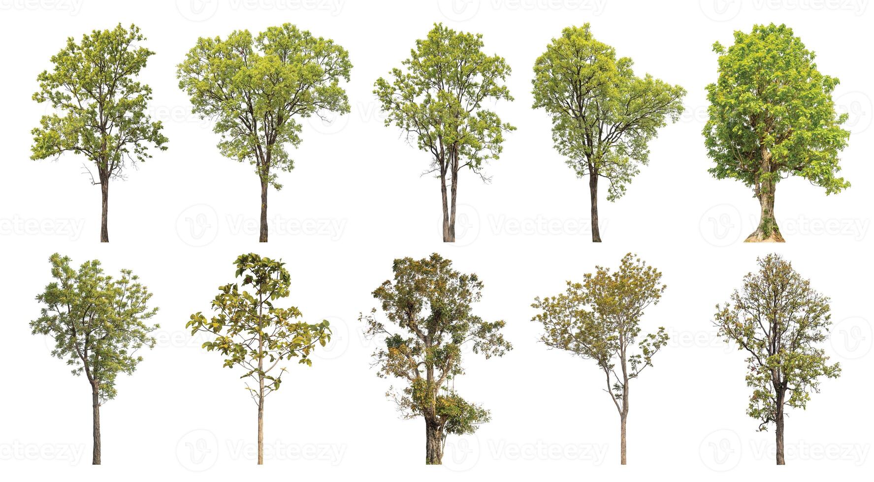 Collection tree cut out from original background and replace with white background for easy to selection. photo