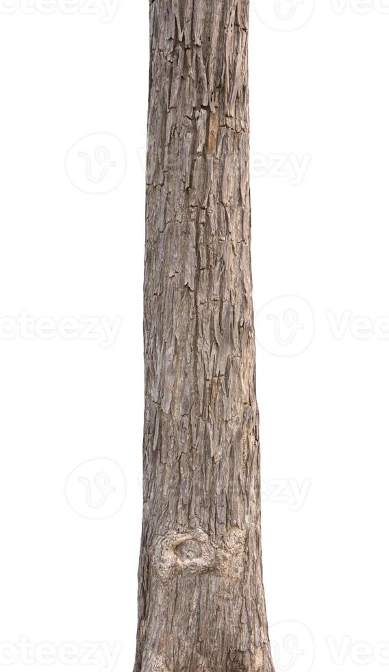 Trunk of a tree Isolated On White Background photo