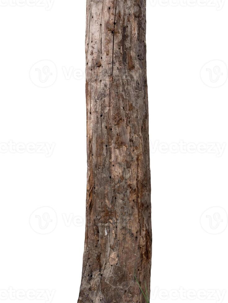 Trunk of a tree Isolated On White Background photo