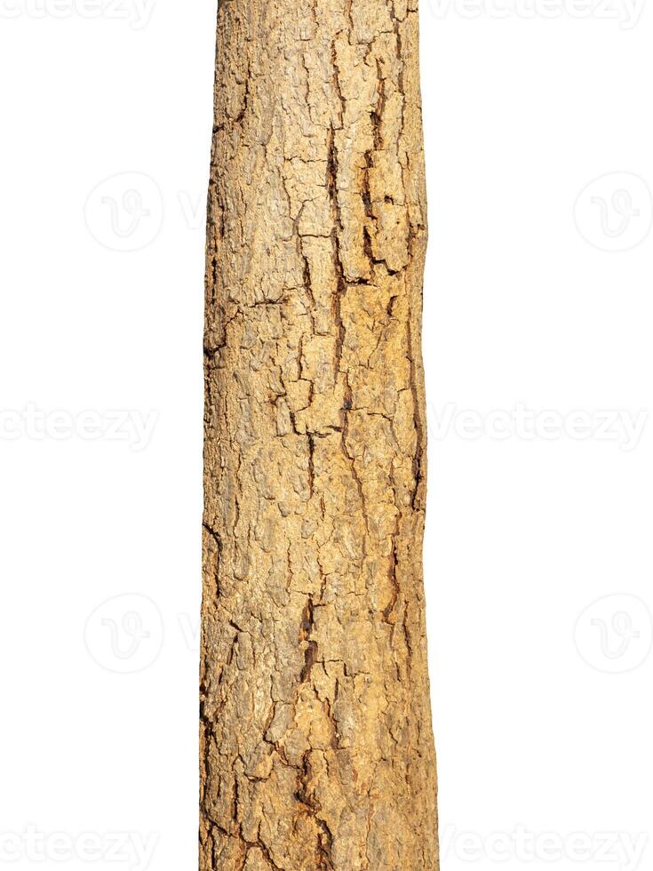 trunk of the tree stands on a white Background photo