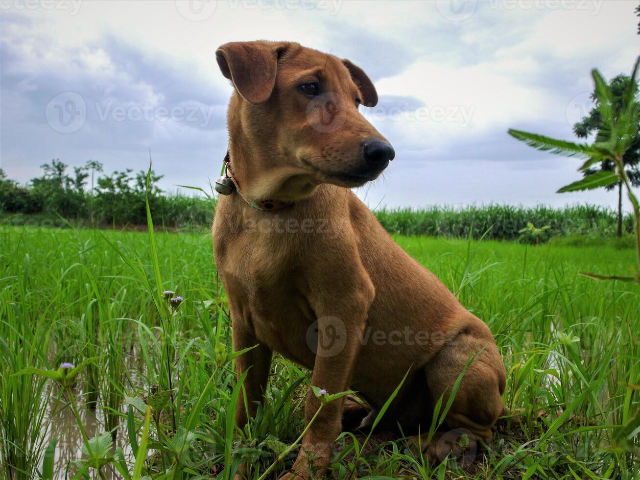 Dog sitting in green grass photo