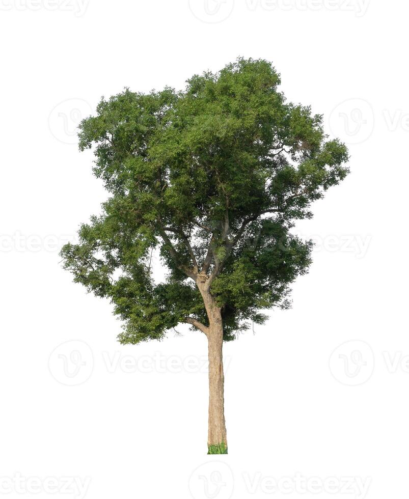 Trees that are isolated on a white background are suitable for both printing and web pages photo