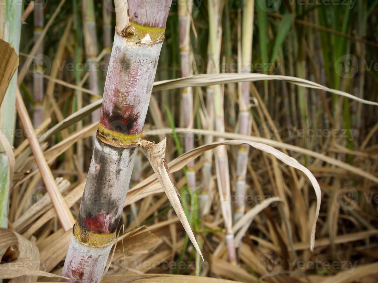 Sugarcane plantations,the agriculture tropical plant in Thailand photo