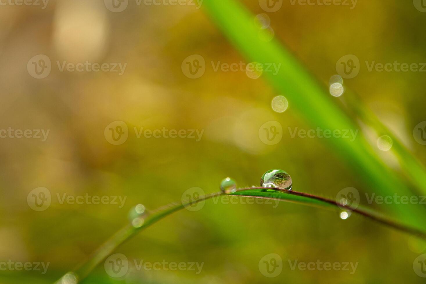 gota de rocío en la mañana en la hoja foto