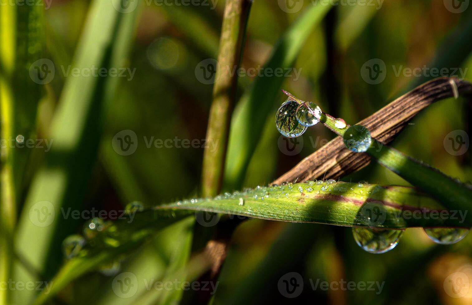 Dew drop on a blade of grass photo