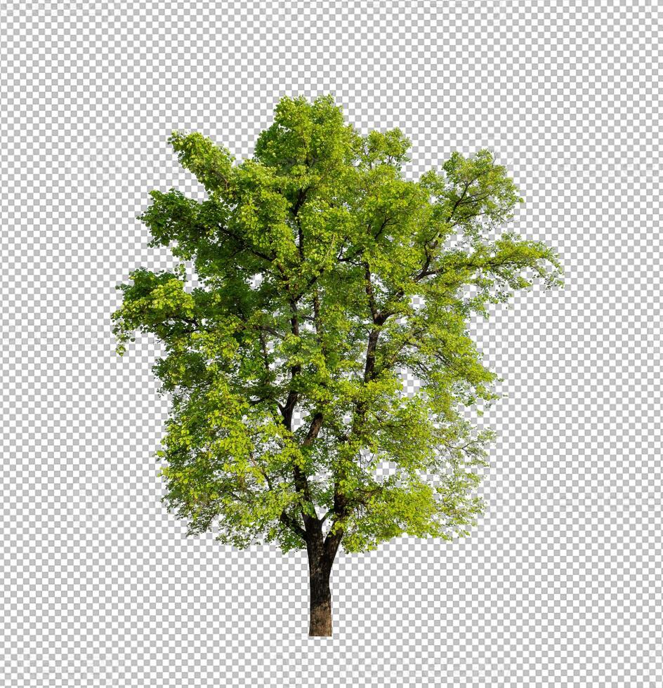 Tree on transparent picture background with clipping path, single tree with clipping path and alpha channel photo