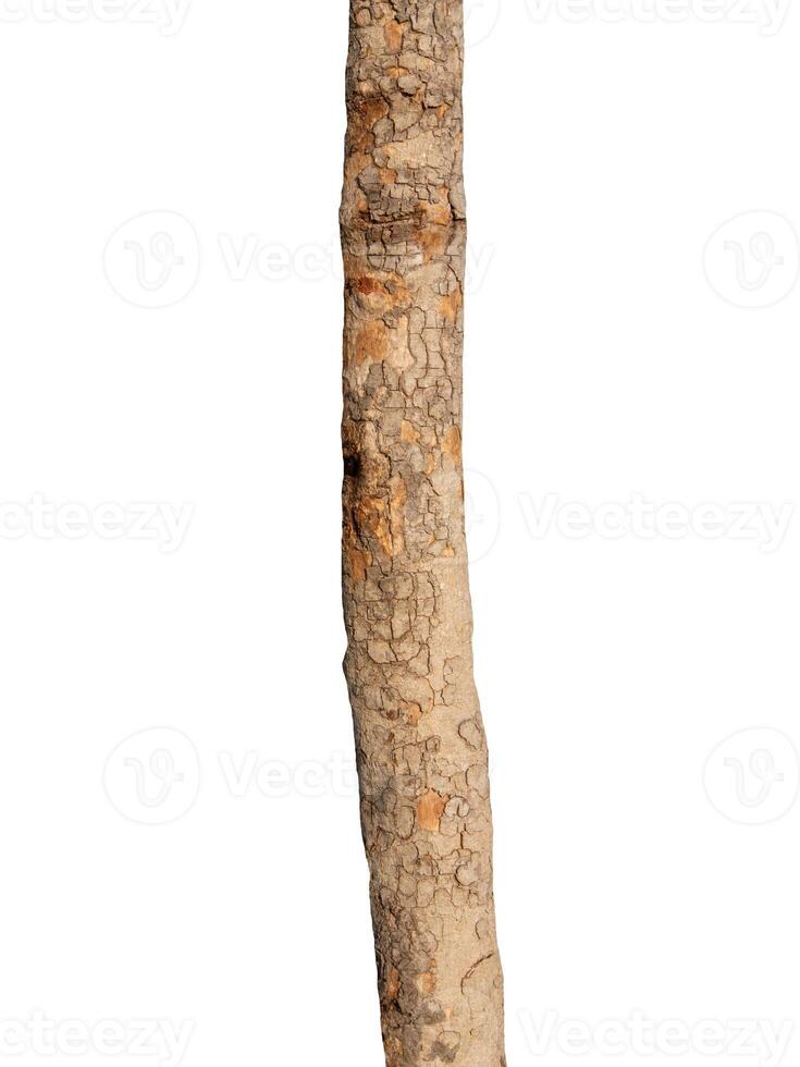 Trunk of a tree Isolated On White Background photo