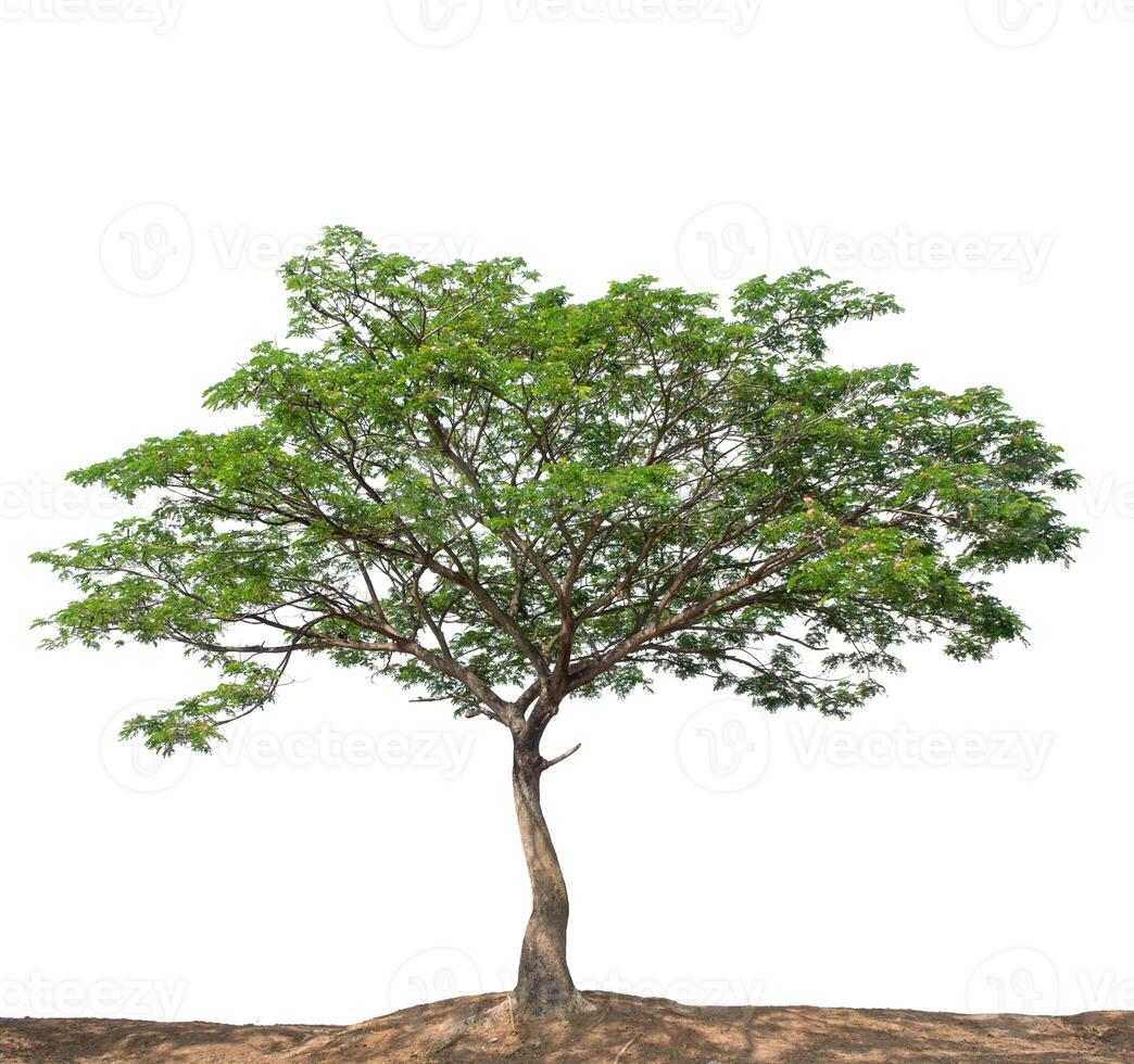 árbol aislado sobre fondo blanco foto