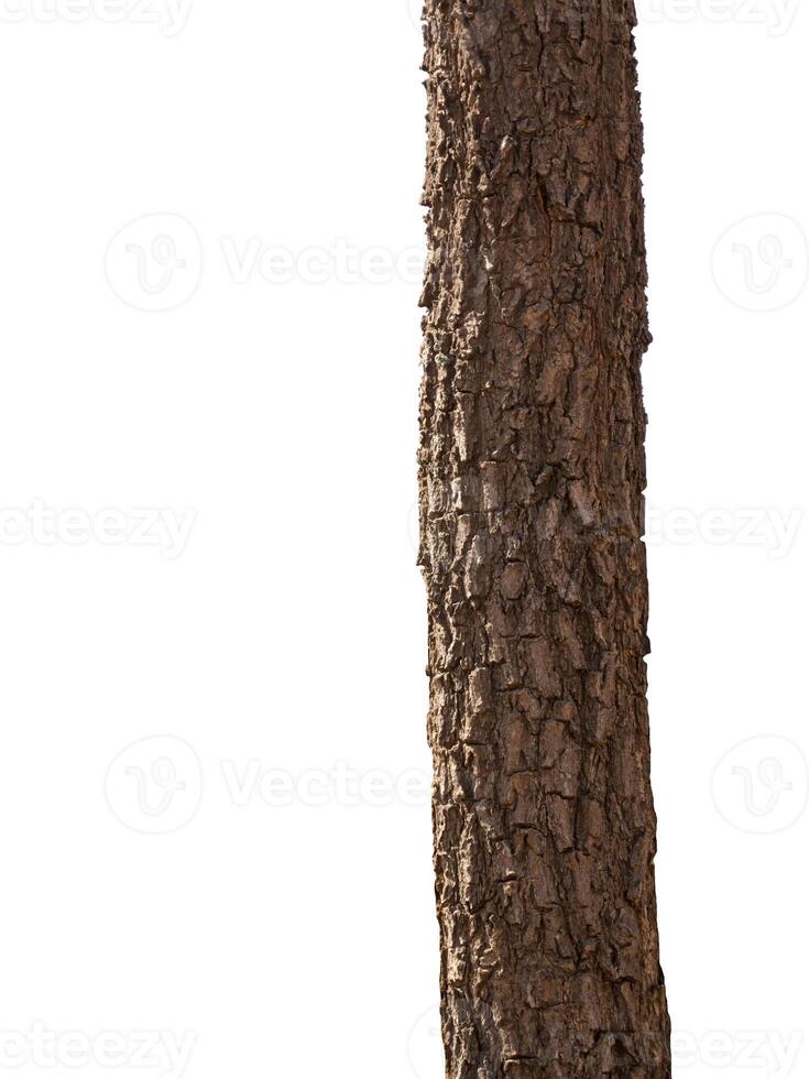 Trunk of a tree Isolated On White Background photo