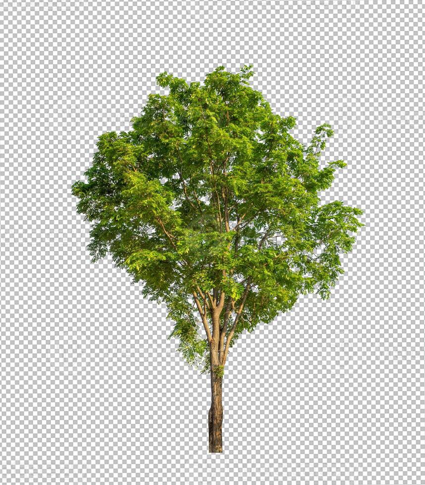 Tree on transparent picture background with clipping path, single tree with clipping path and alpha channel photo
