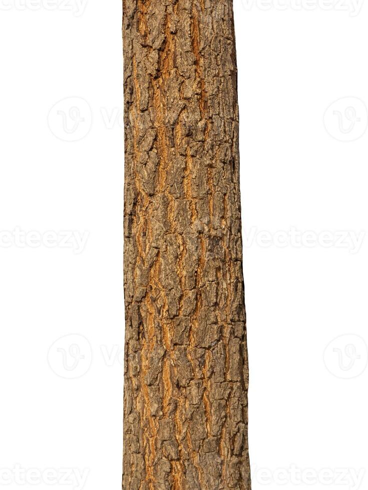 Trunk of a tree Isolated On White Background photo