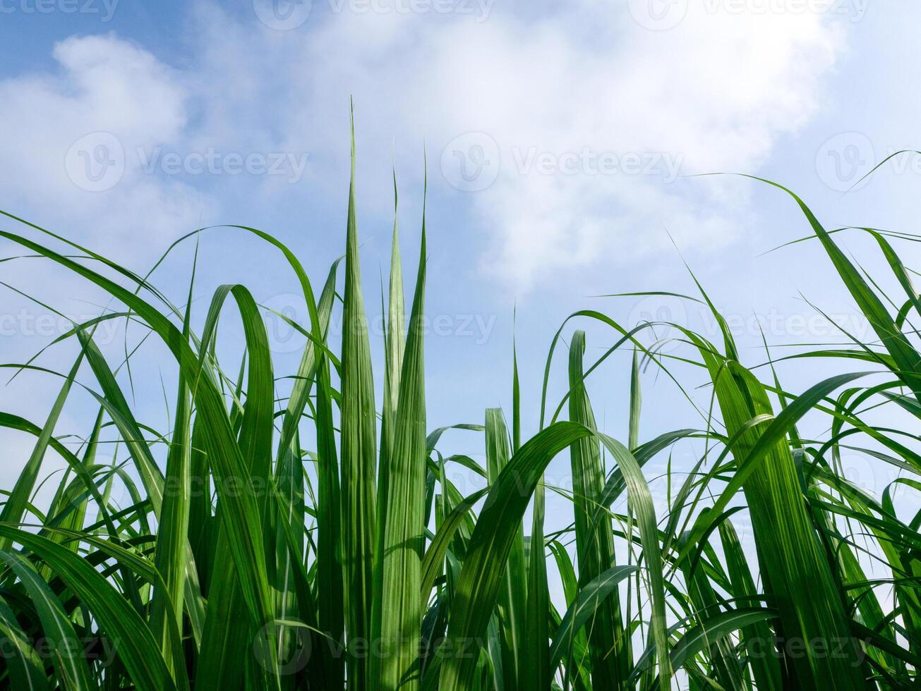 Beautiful cane and leaves in fields of Thailand photo