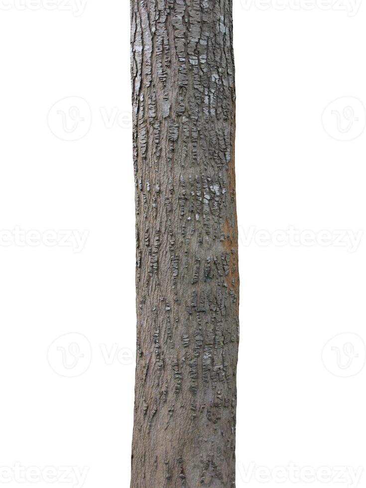 Tree trunk Isolated On White Background photo