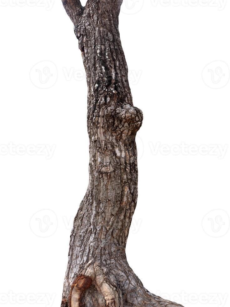 Summer tree trunk on a white background photo