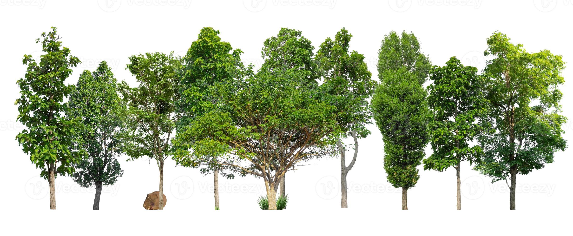 Trees green island isolated on white background photo