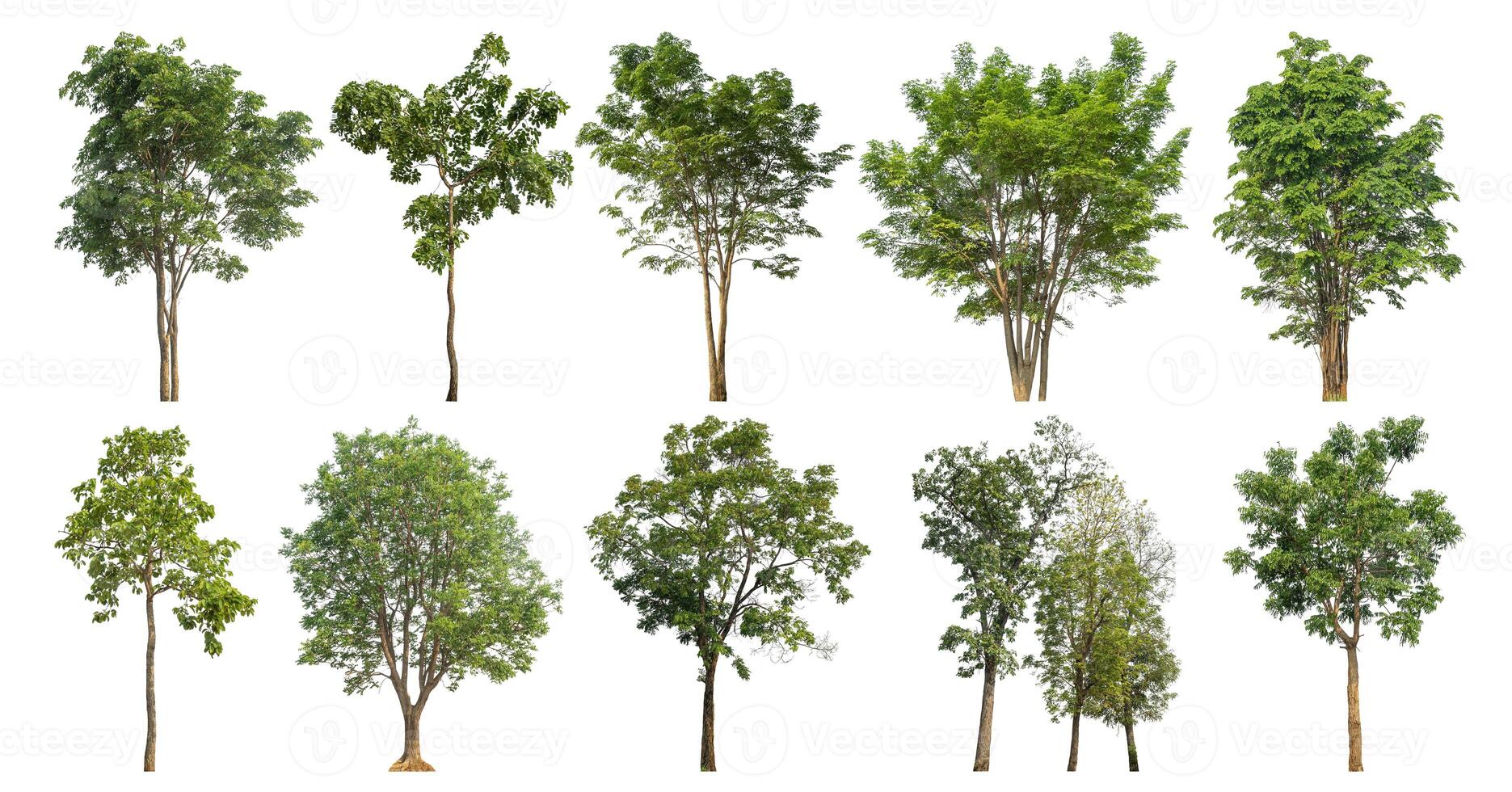 Collection tree cut out from original background and replace with white background for easy to selection. photo