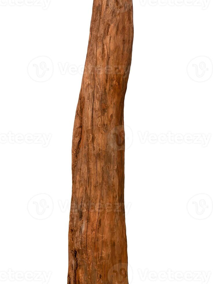 Summer tree trunk on a white background photo