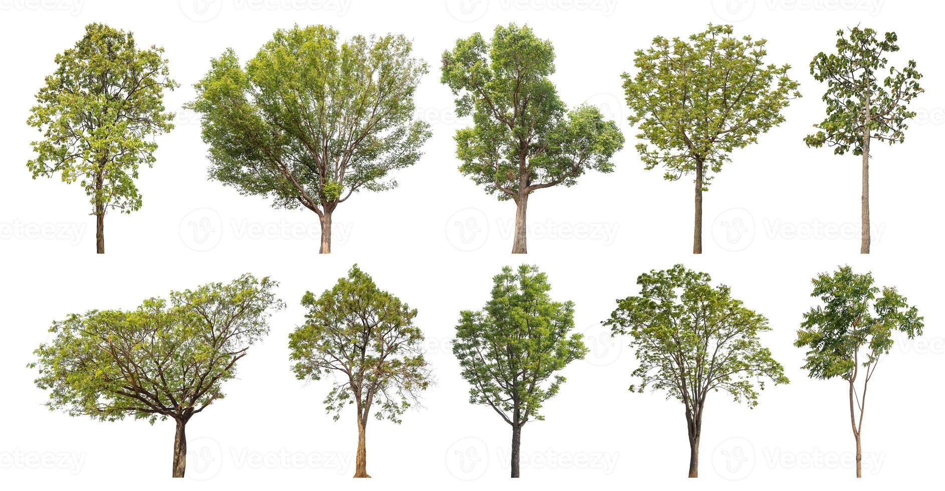 Collection tree cut out from original background and replace with white background for easy to selection. photo