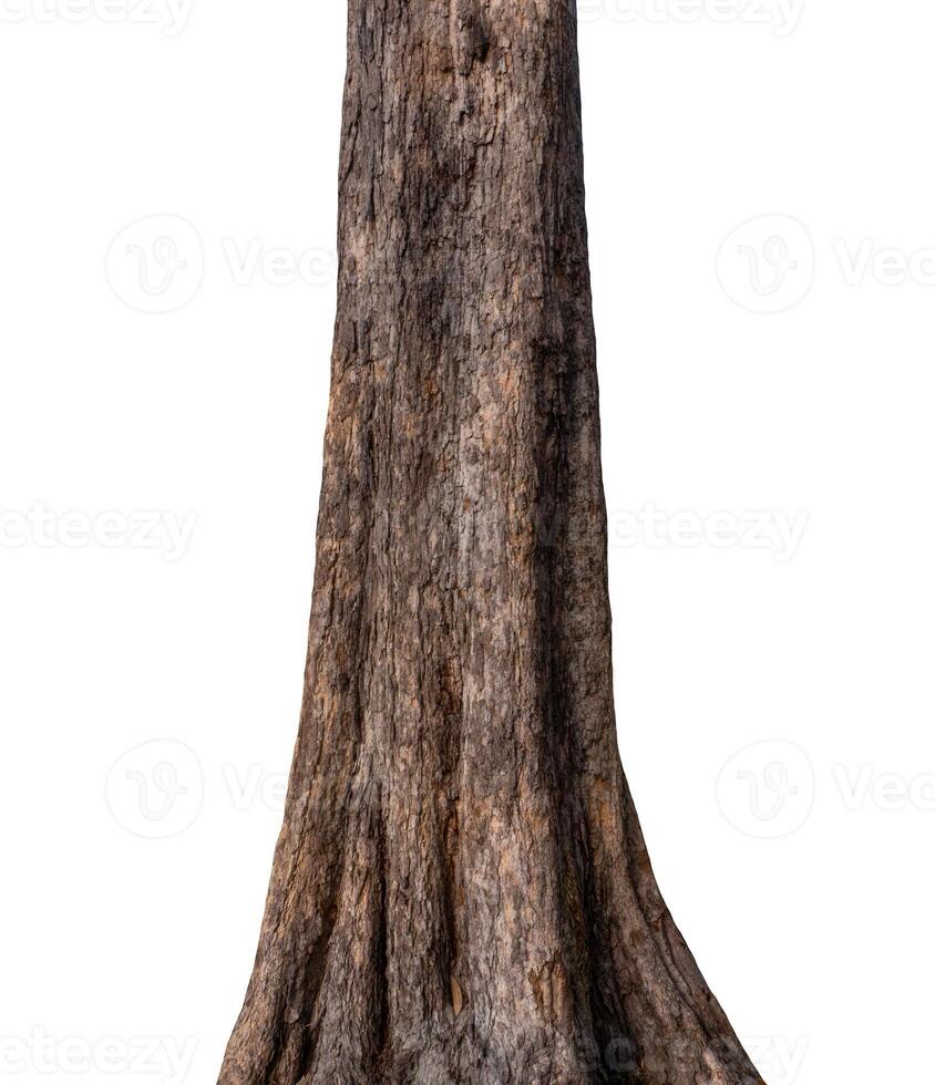 Trunk of a tree Isolated On White Background photo
