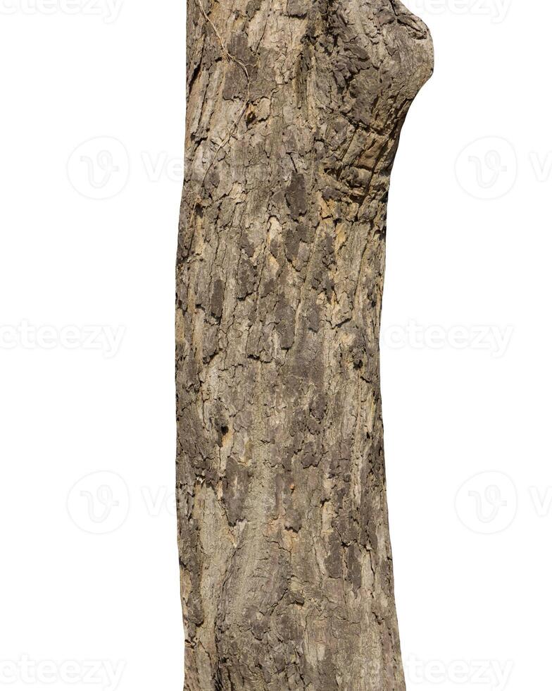 Trunk of a tree Isolated On White Background photo