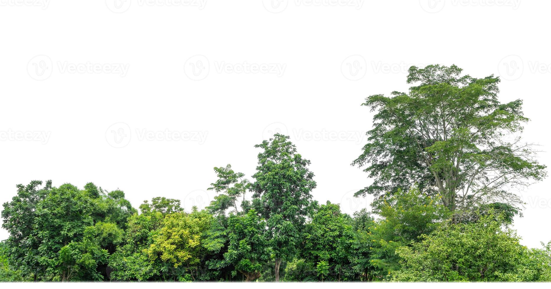 Green Trees isolated on white background.are Forest and foliage in summer for both printing and web pages with cut path and alpha channel photo