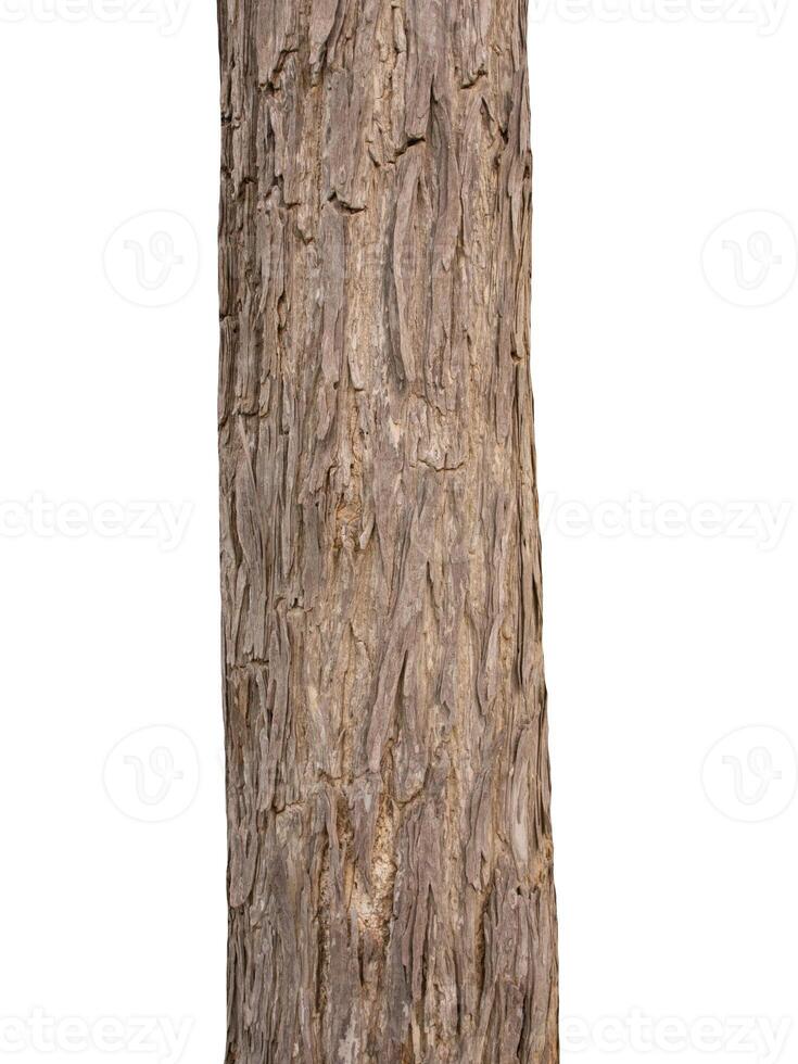 Trunk of a tree Isolated On White Background photo