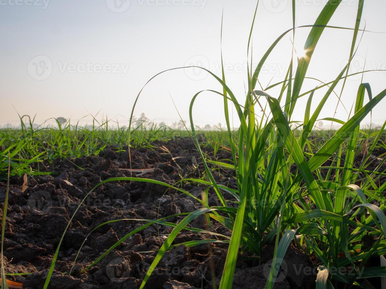 Sugarcane plantations,the agriculture tropical plant in Thailand photo