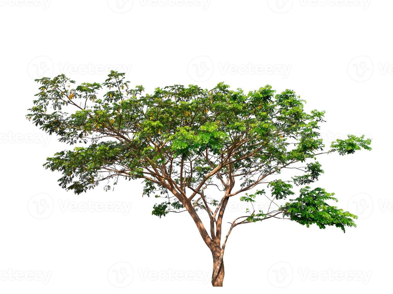 isolated tree on white background photo