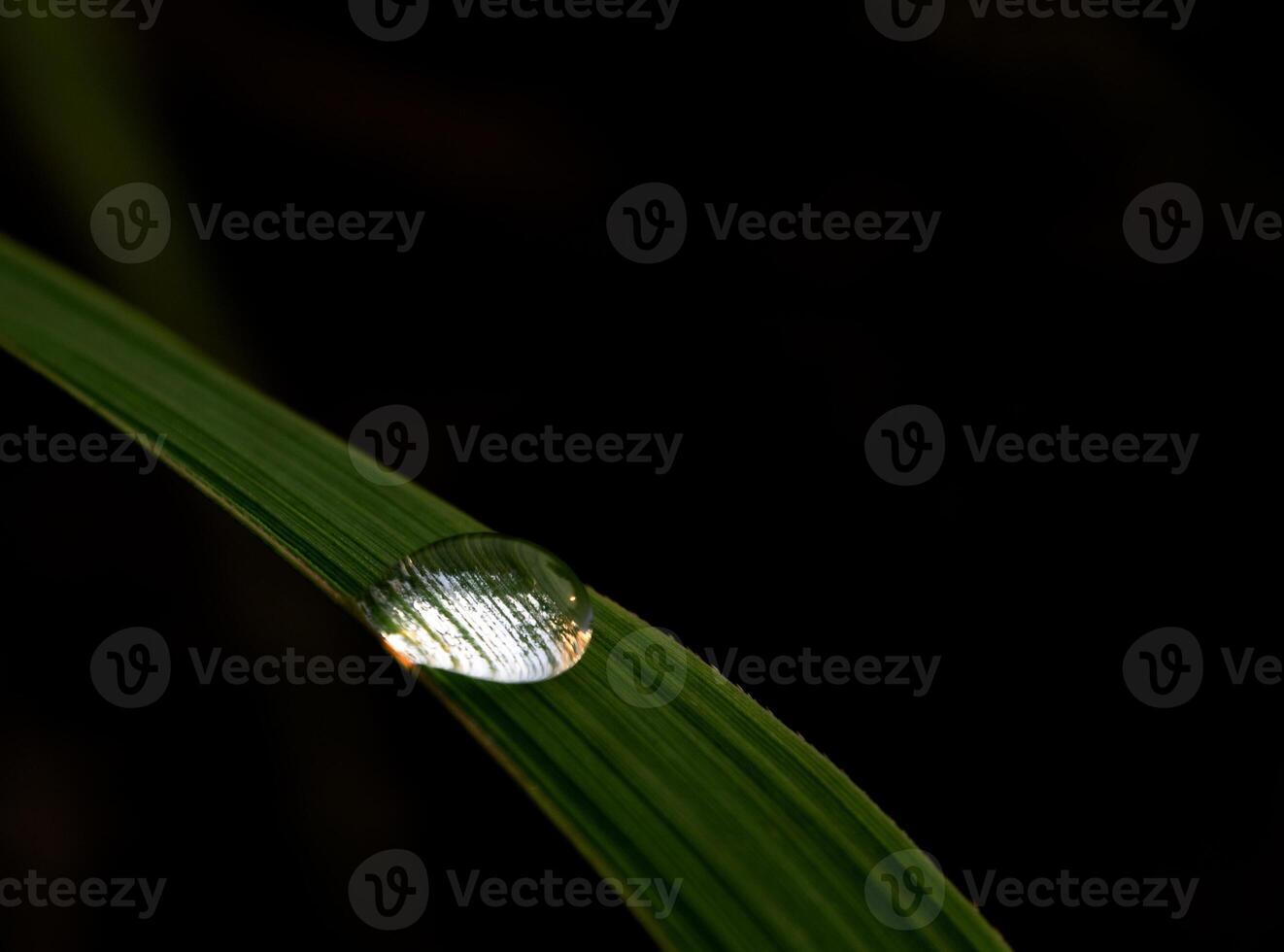 Dew drops on sugarcane leaves photo