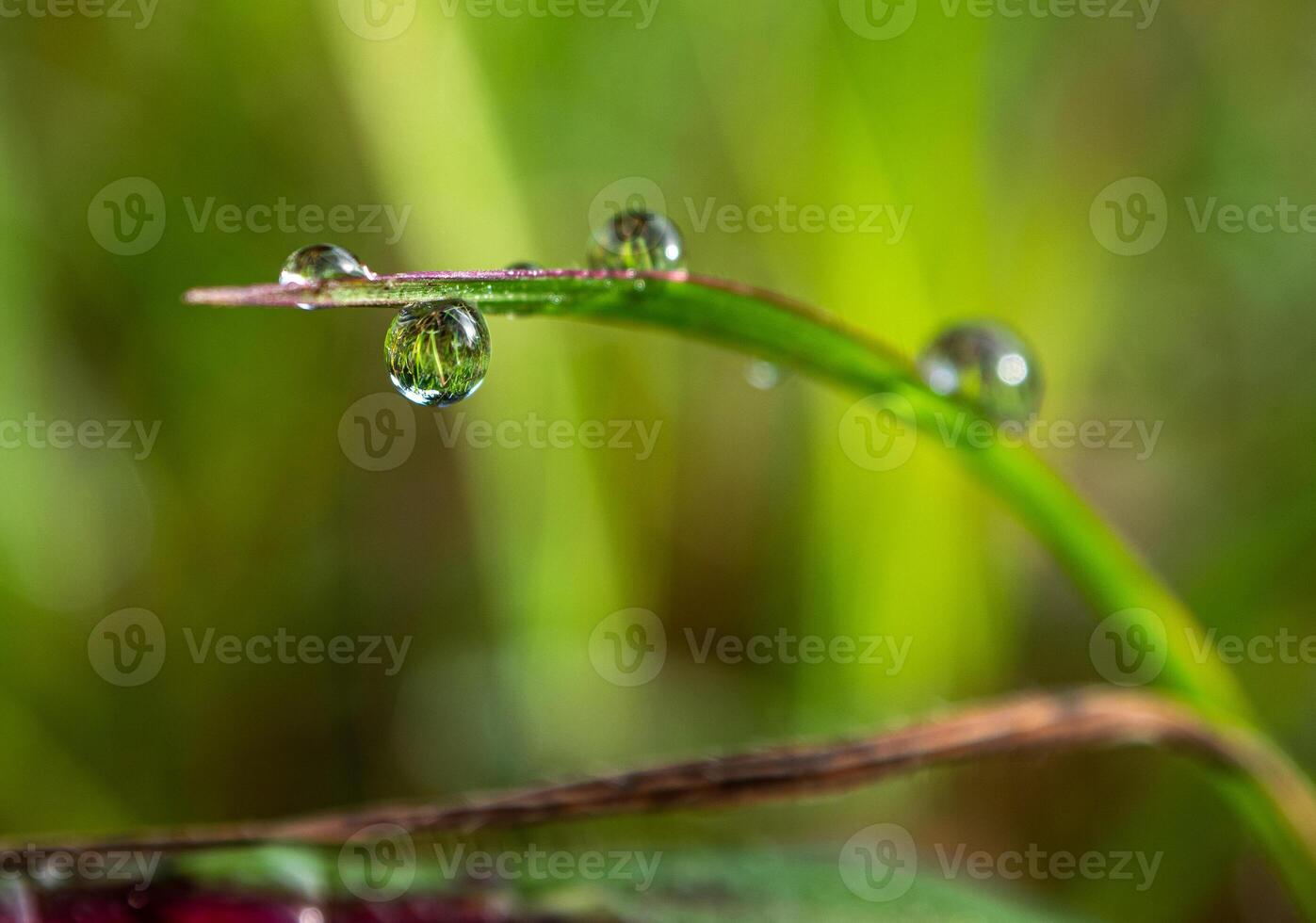 Drop of dew in morning on leaf photo