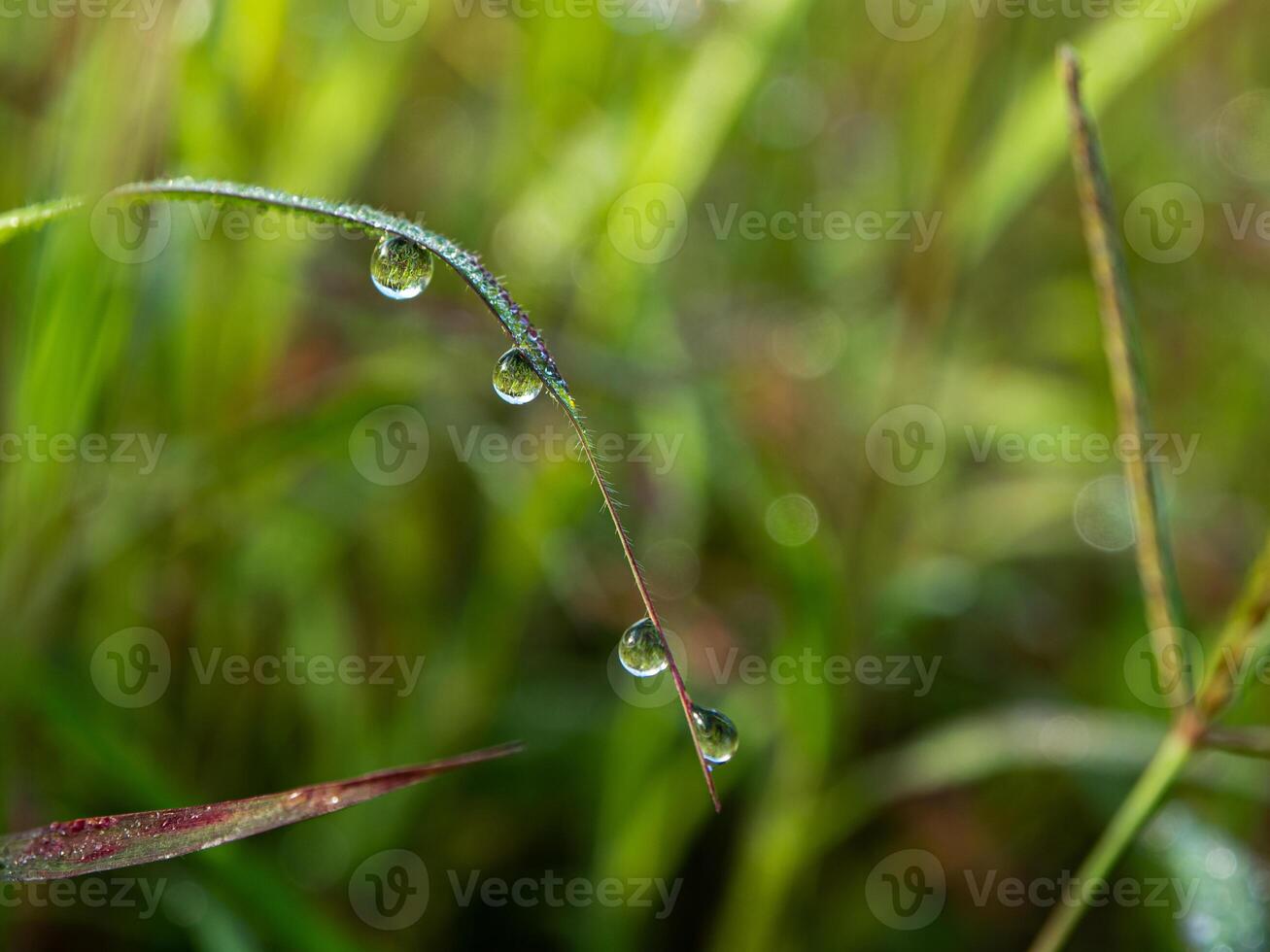 Drop of dew in morning on leaf photo