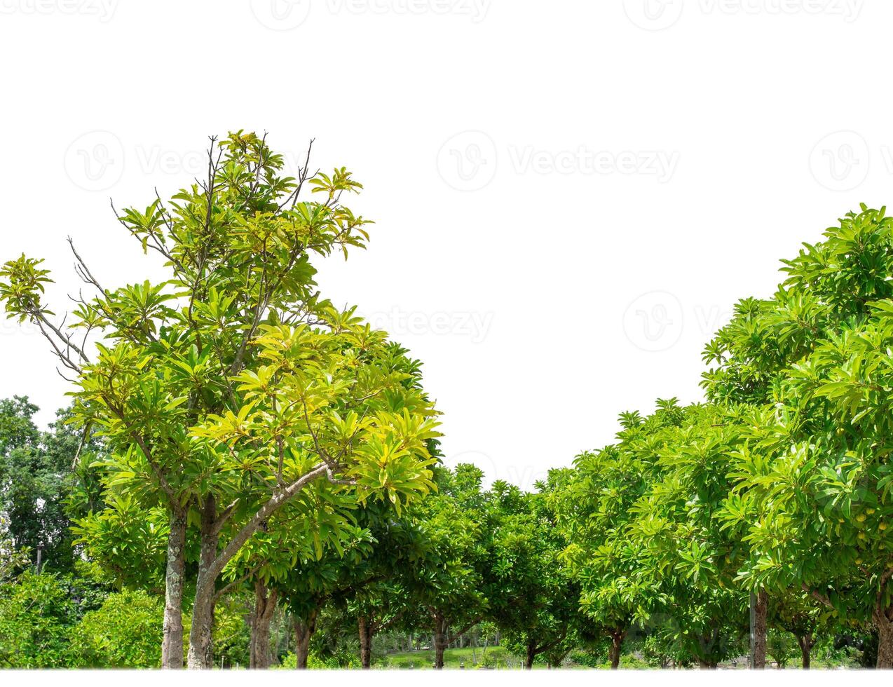 árboles verdes aislados en fondo blanco.son bosques y follaje en verano tanto para impresión como para páginas web con ruta cortada y canal alfa foto