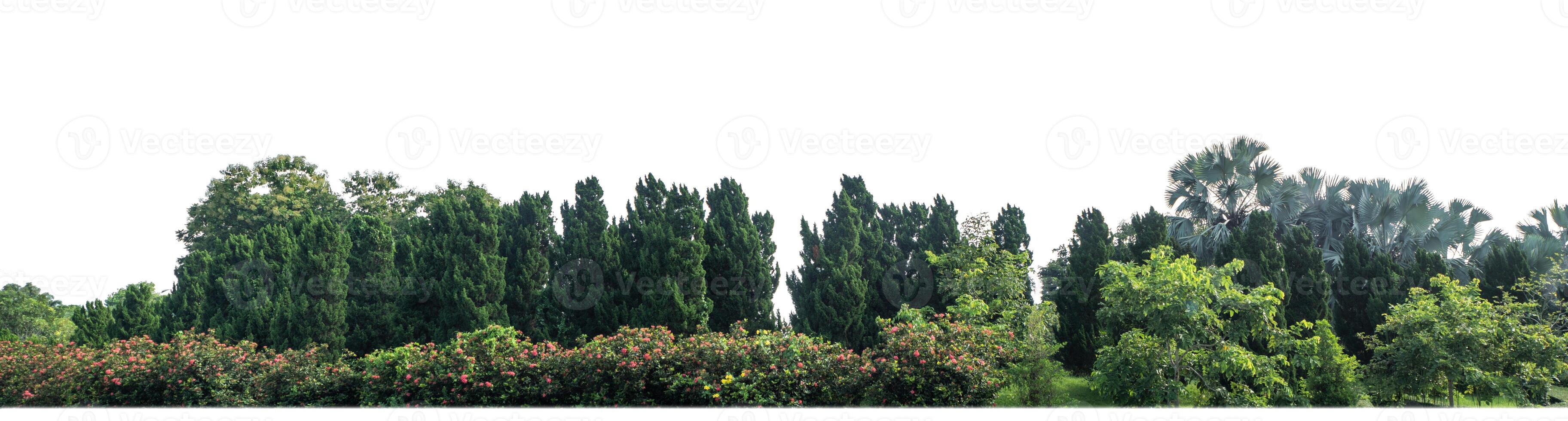 Green Trees isolated on white background.are Forest and foliage in summer for both printing and web pages with cut path and alpha channel photo