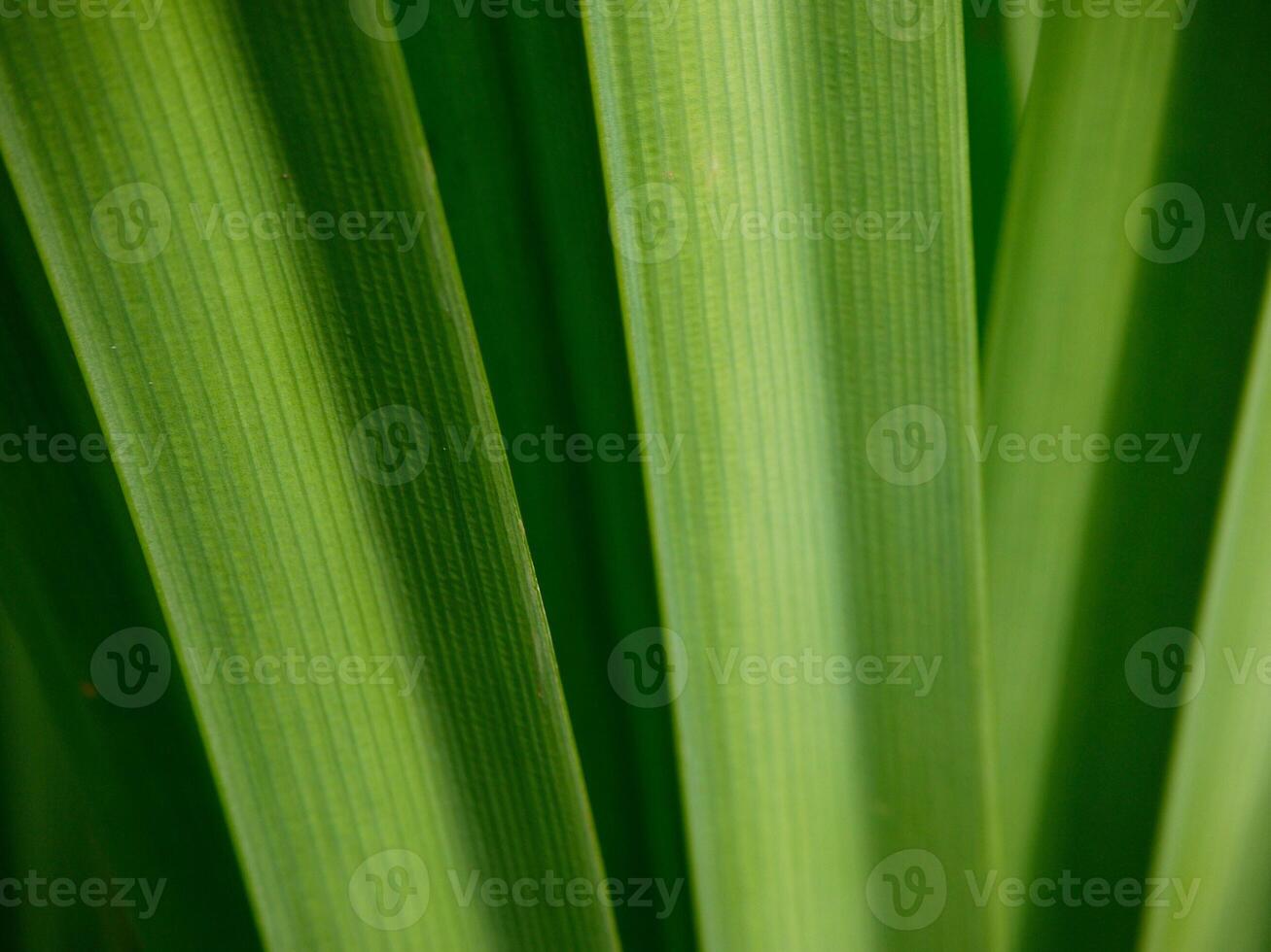 pandan tree, beautiful green leaf texture background photo