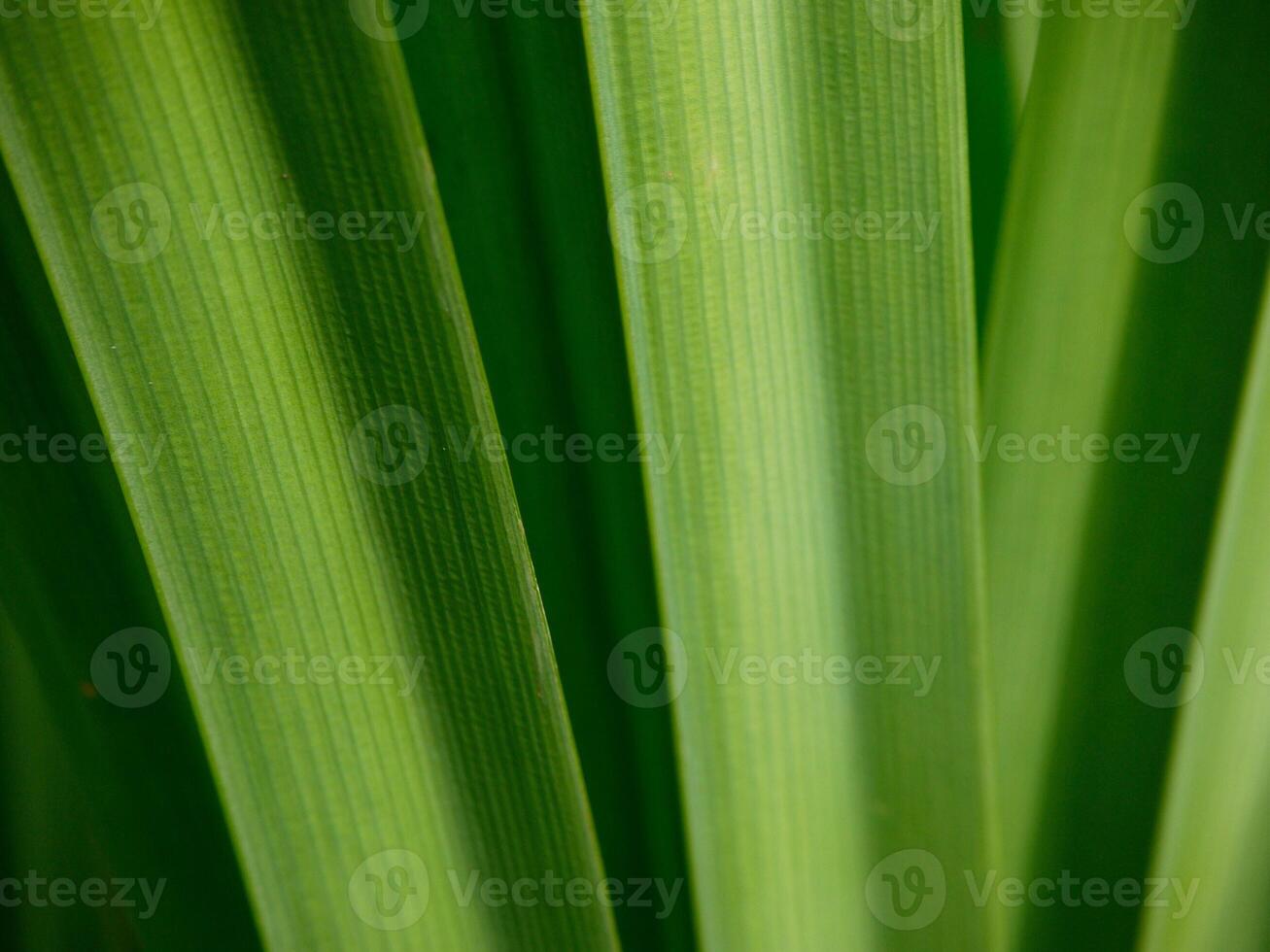 pandan árbol, hermosa verde hoja textura antecedentes foto