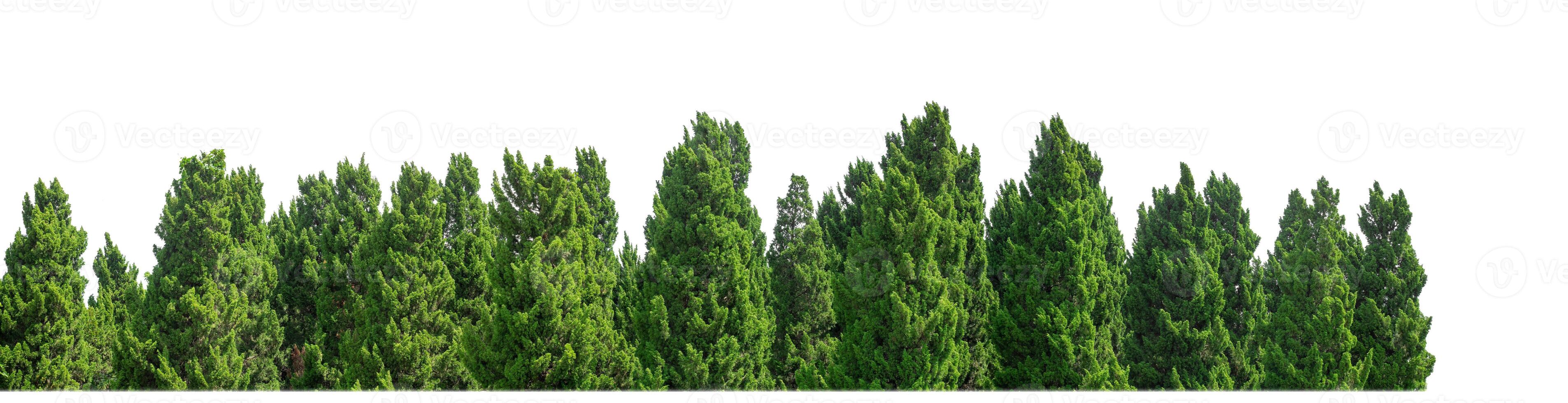 Green Trees isolated on white background.are Forest and foliage in summer for both printing and web pages with cut path and alpha channel photo