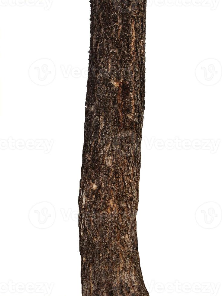 Tree trunk Isolated On White Background photo