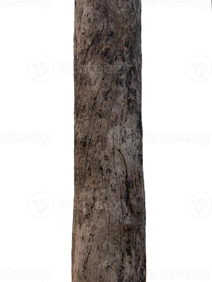 Trunk of a tree Isolated On White Background photo