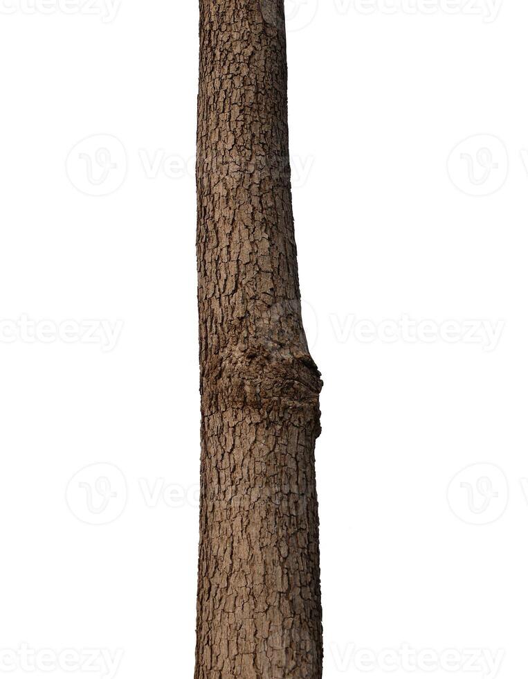 Tree trunk Isolated On White Background photo