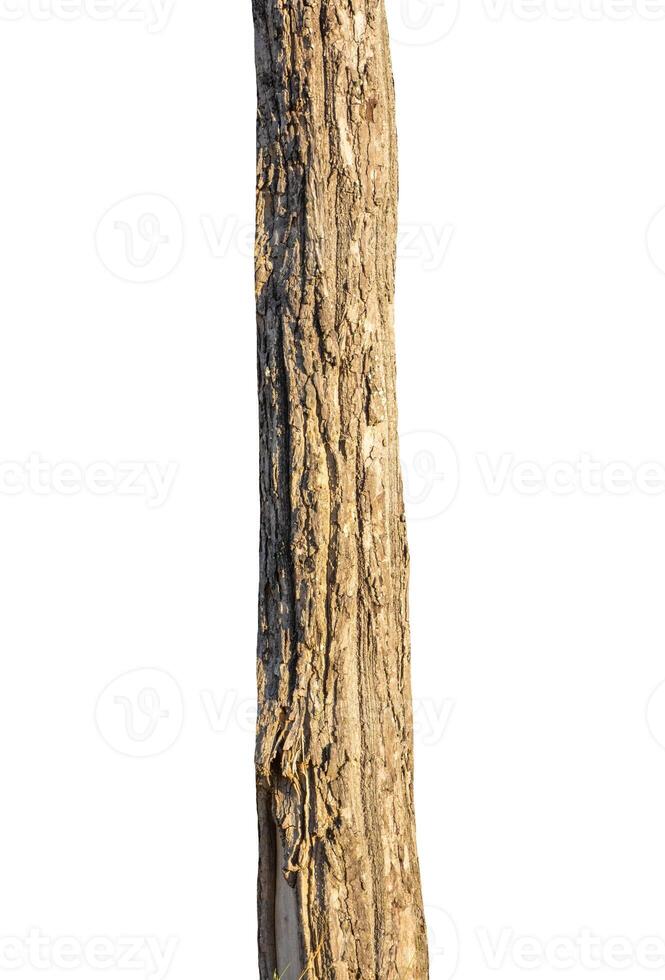 Trunk of a tree Isolated On White Background photo