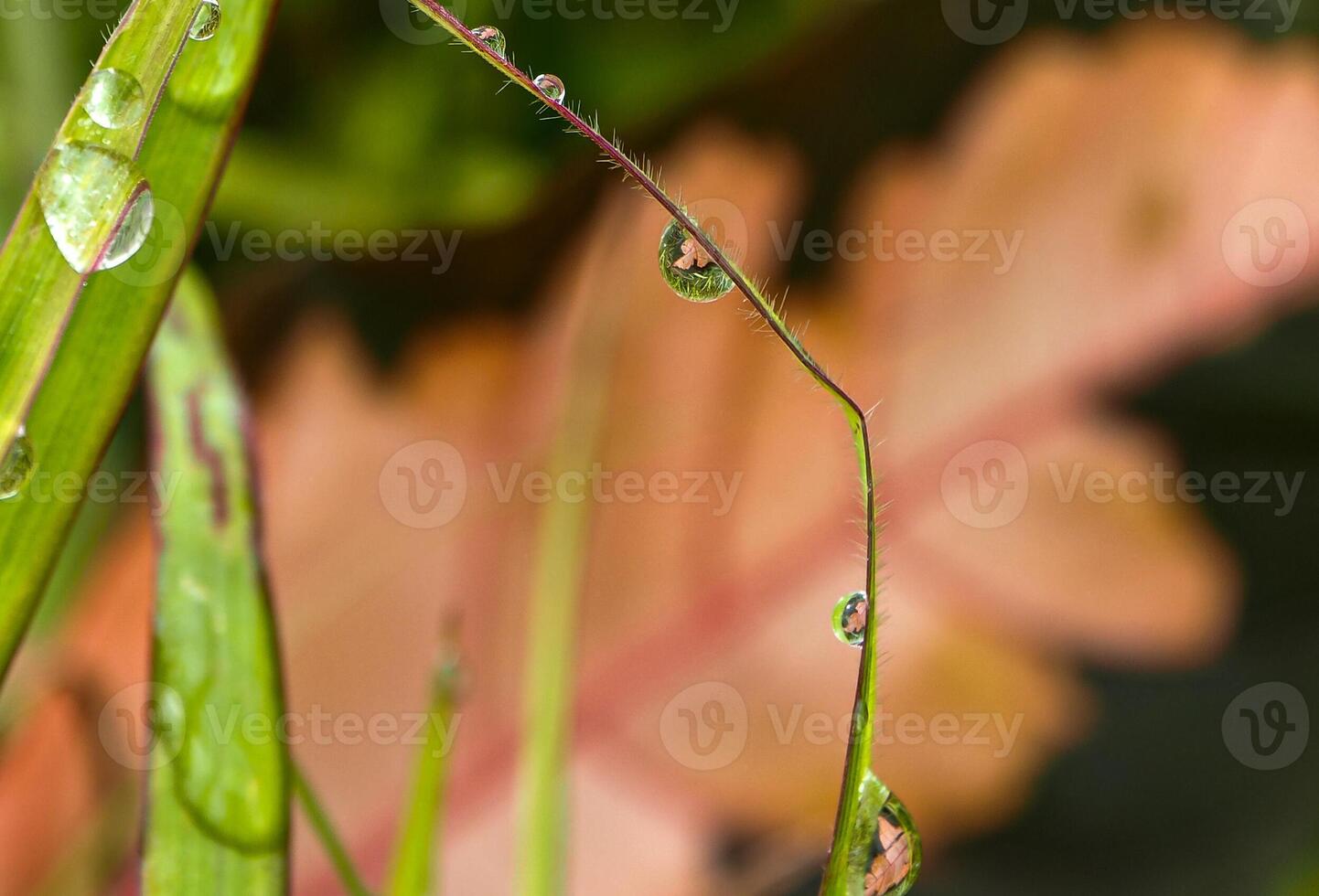 Dew drop on a blade of grass photo