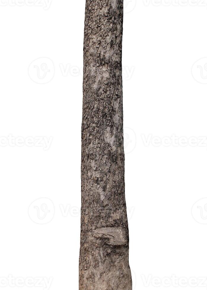 Tree trunk Isolated On White Background photo