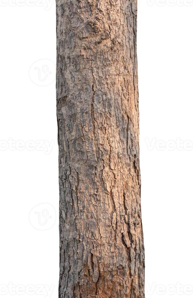 Trunk of a tree Isolated On White Background photo