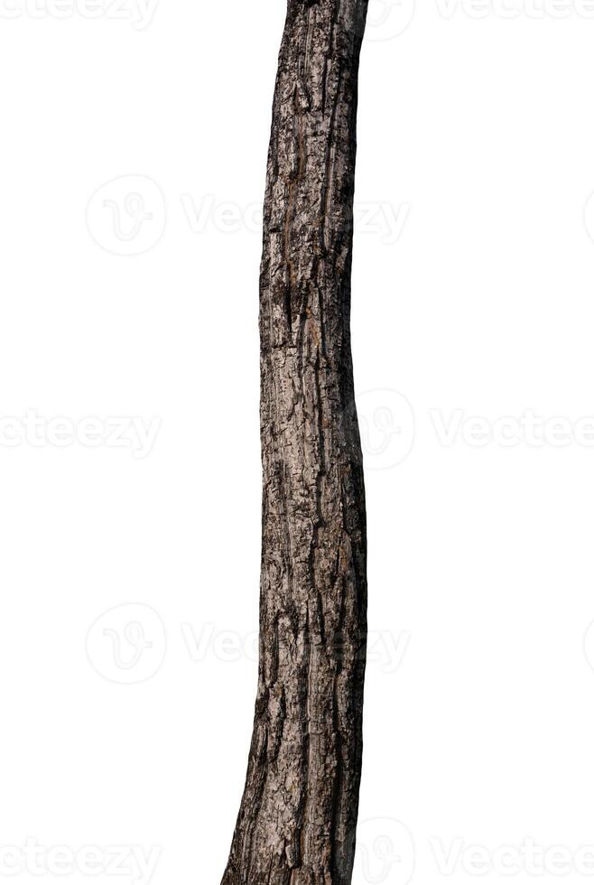 Trunk of a tree Isolated On White Background photo