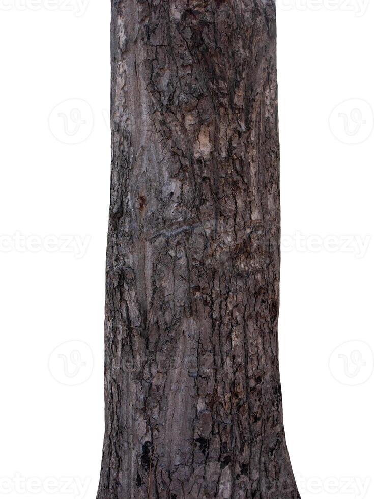 Tree trunk Isolated On White Background photo