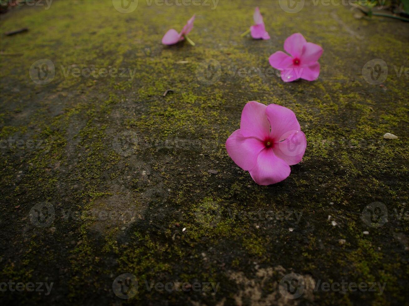 Pink flowers bloom in the spring, beautiful pink flowers. photo