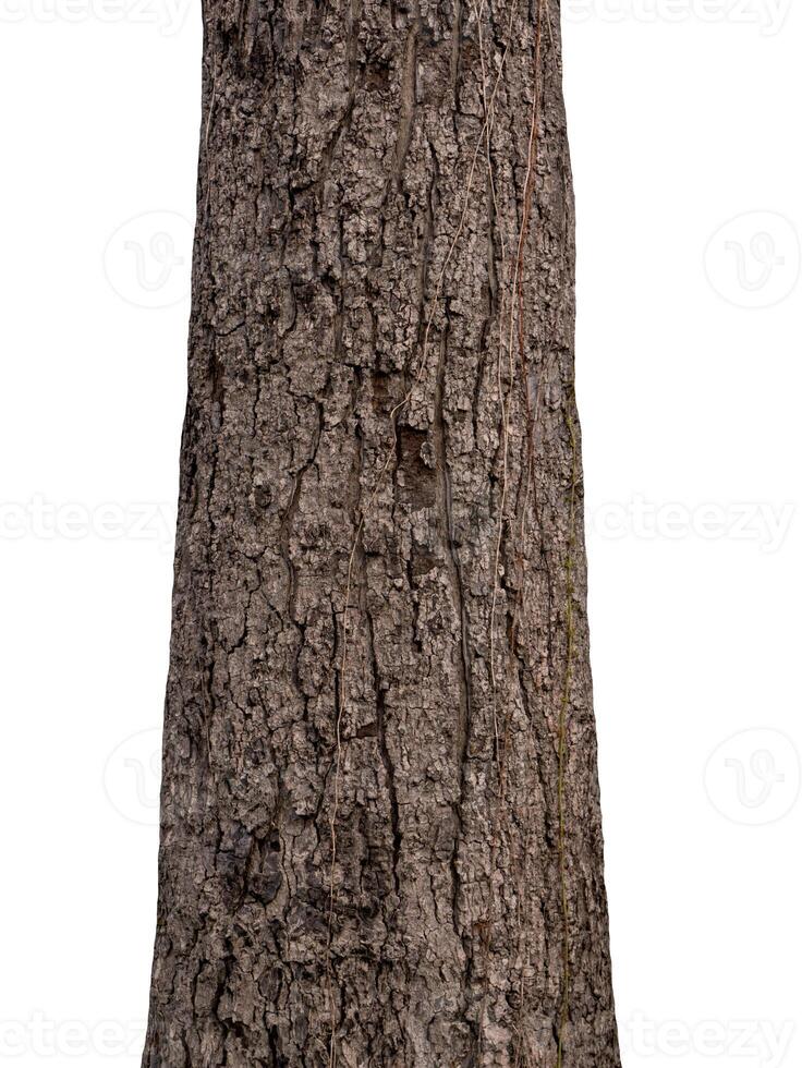 Trunk of a tree Isolated On White Background photo