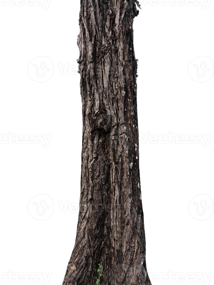 Trunk of a tree Isolated On White Background photo