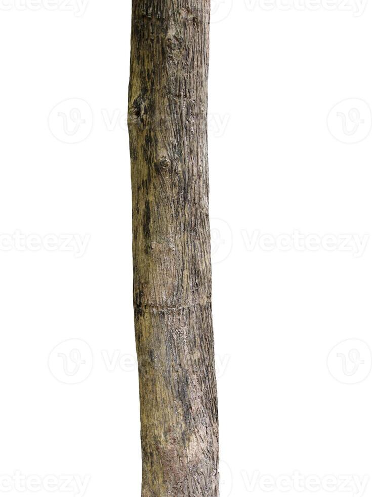 Tree trunk Isolated On White Background photo