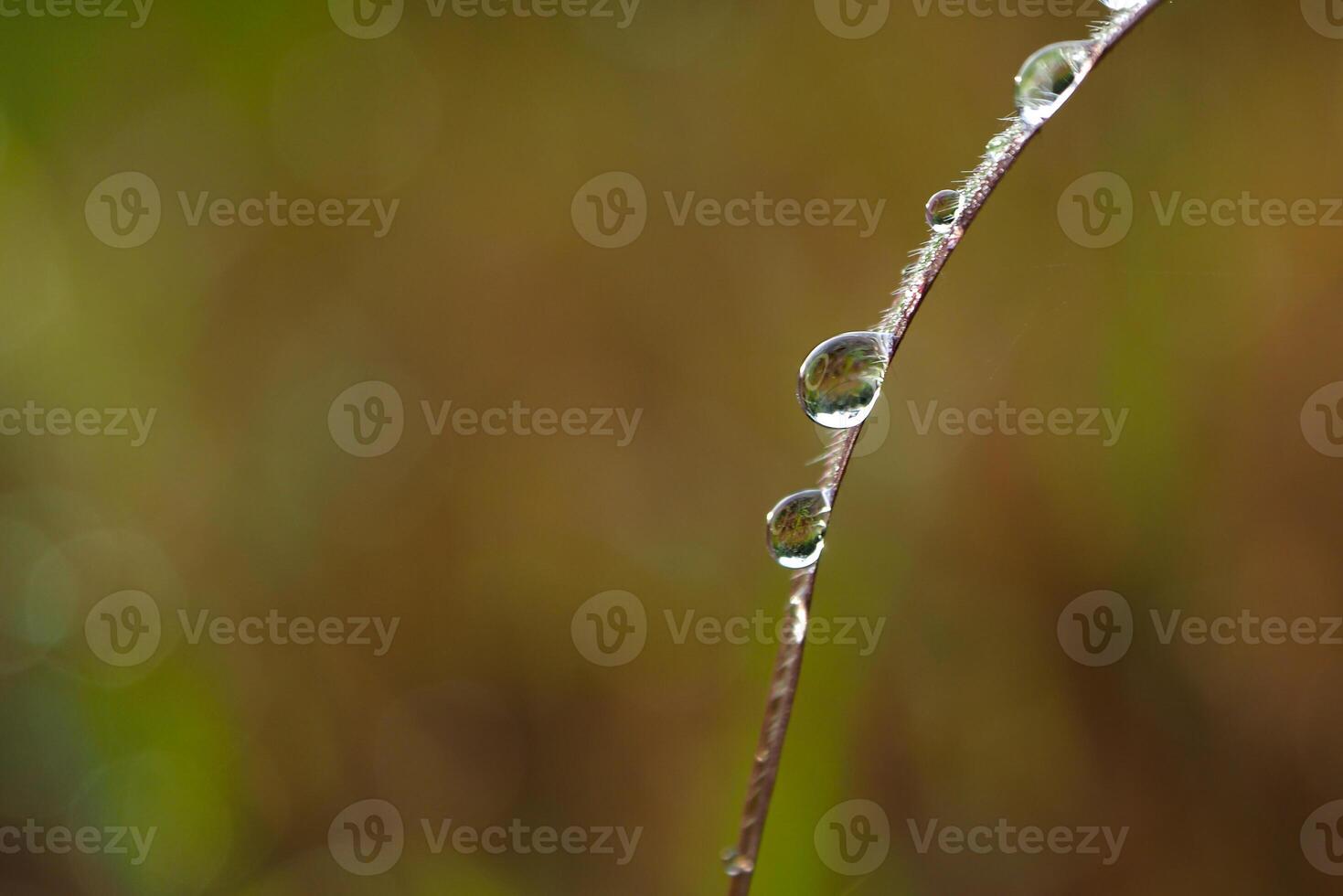 Drop of dew in morning on leaf photo